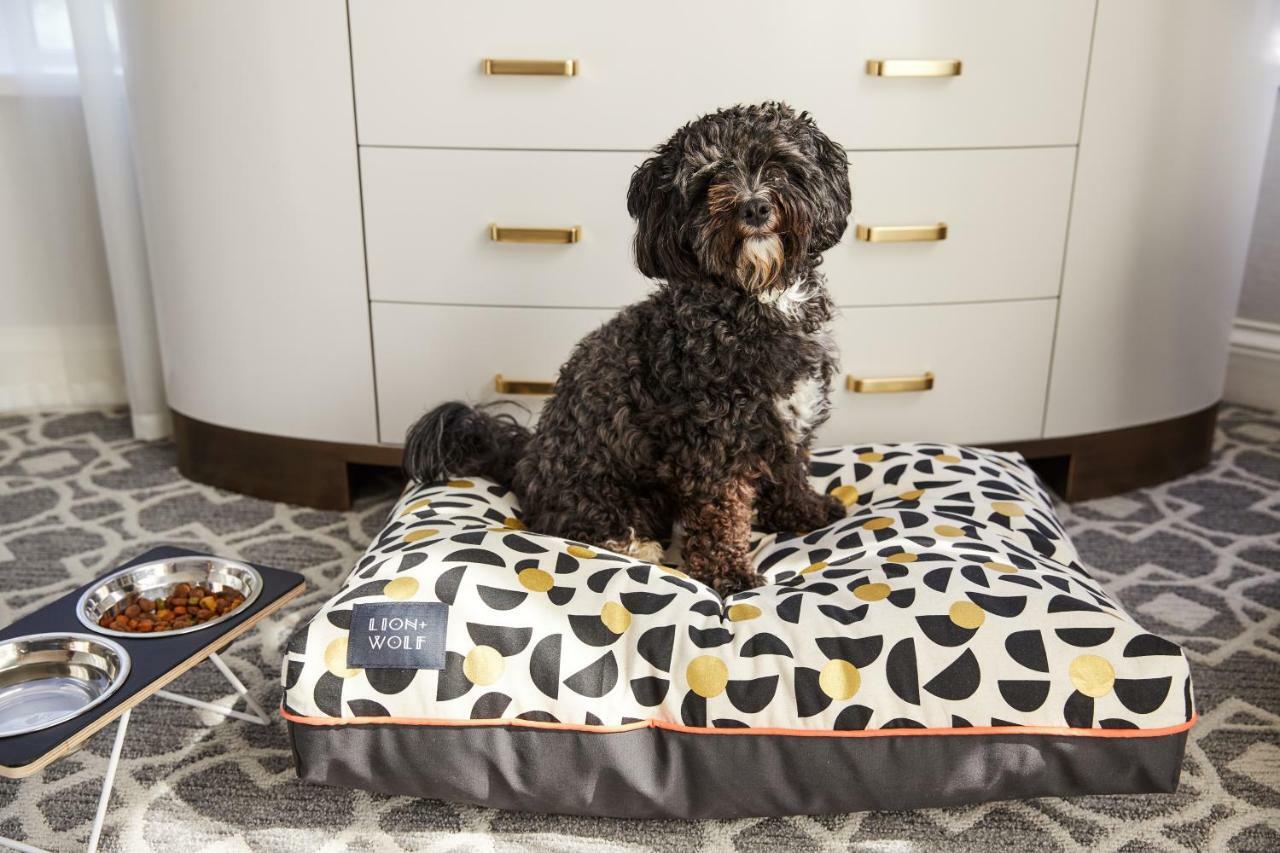 The Whitney Hotel Boston Eksteriør billede A dog on a dog bed